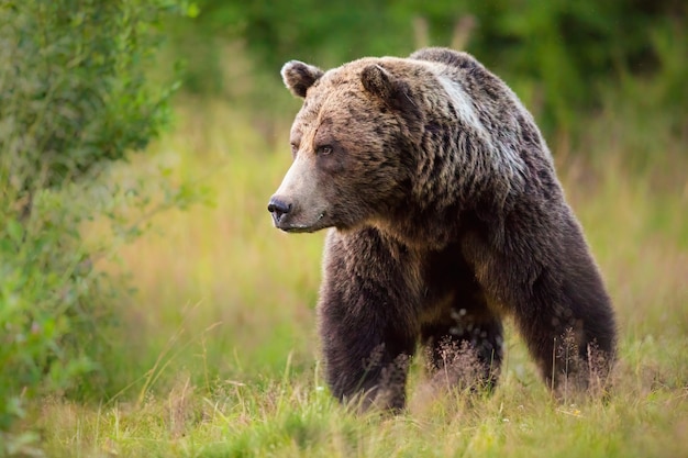 Grand ours brun mâle marchant dans son territoire en été