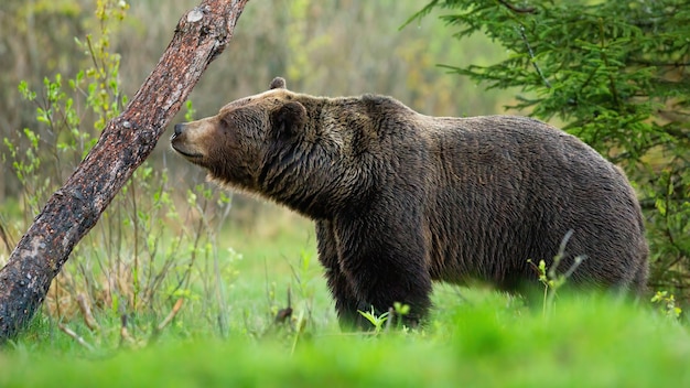 Grand ours brun, ursus arctos, reniflant un arbre et marquant son territoire en forêt printanière. Mammifère mâle sauvage dans l'odeur du désert avec le nez de vue latérale. La faune animale en pleine nature.