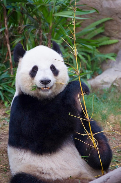 Grand panda (Ailuropoda melanoleuca) mangeant du bambou