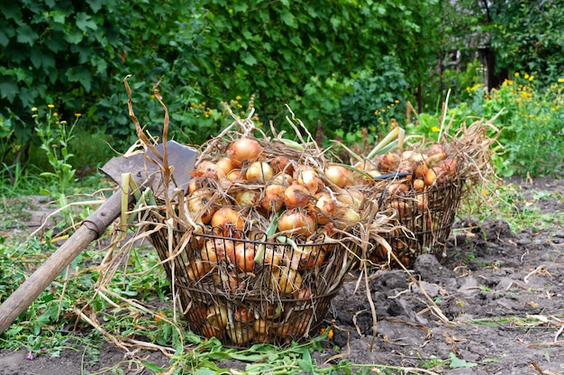 Un grand panier d'oignons dans le jardin