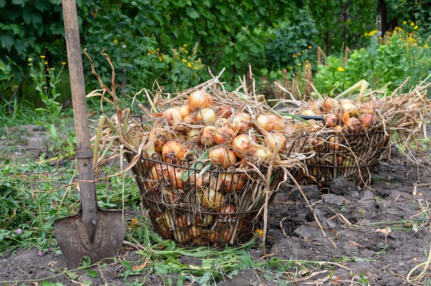 Un grand panier d'oignons dans le jardin