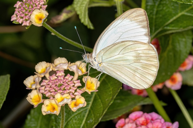 Grand papillon blanc du sud adulte de l'espèce Ascia monuste