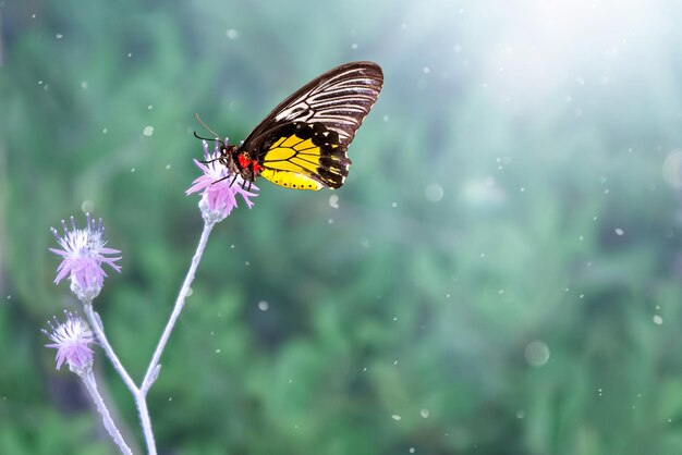 Un grand papillon sur une fleur avec la lumière du soleil et bokeh beau fond de printemps