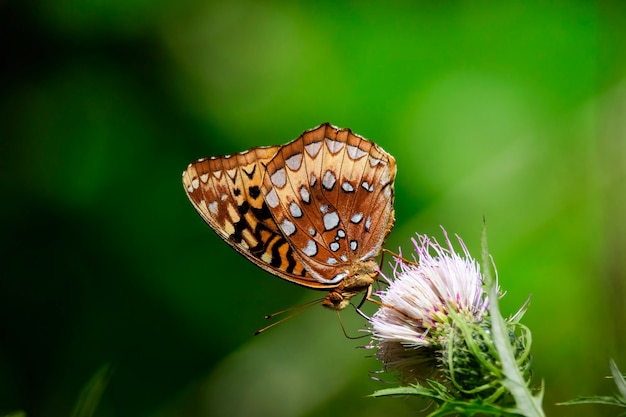 Ce grand papillon Fritillary étoilé est représenté sur une fleur de chardon sur un fond vert.