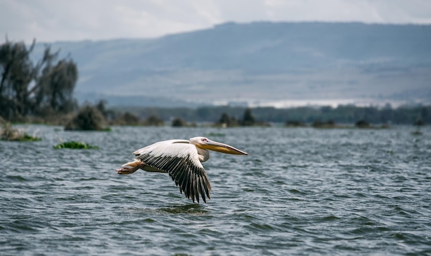 Grand pélican blanc en vol lac naivasha kenya