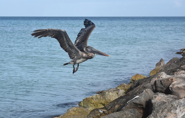 Grand pélican planant au-dessus d'une grande jetée à aruba