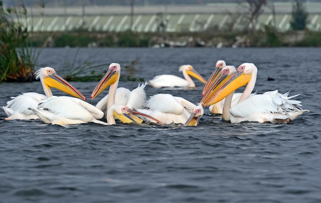 Photo grand pélican survolant la côte du lac naivasha