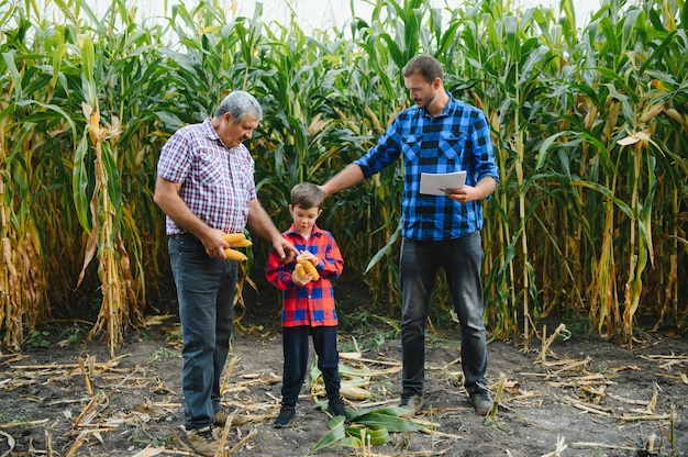 Grand-père, fils et petit-fils travaillant dans un champ de maïs. L'agriculture familiale.