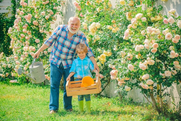 Grand-père et petit-enfant profitant du jardin avec des fleurs de roses Jardinier dans le jardin Petit assistant dans le style de vie de jardin et la vie de famille