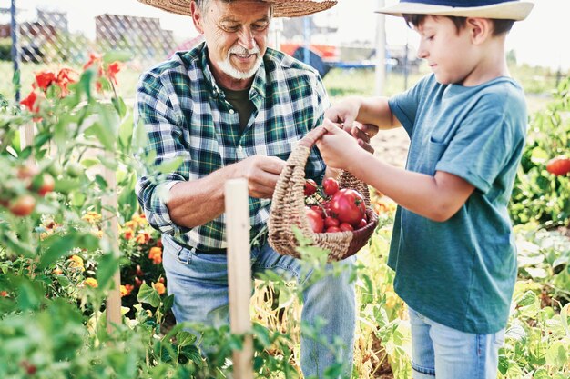 Grand-père et petit-fils cueillant des tomates mûres dans le potager