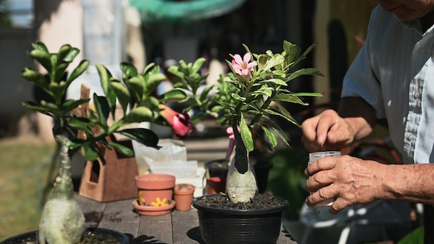 Photo grand-père plantant un arbre dans le jardin seul. mode de vie à l'âge de la retraite dans la cour arrière à la maison.