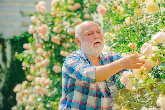 Grand-père profitant du jardin avec des fleurs de roses Heureux grand-père travaillant dans le jardin