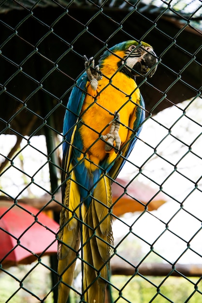 Grand perroquet ara bleu et or dans le zoo