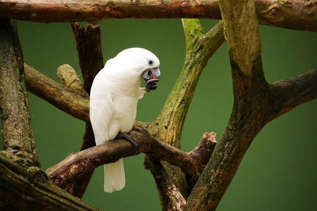 Grand perroquet blanc se reposant dans la nature