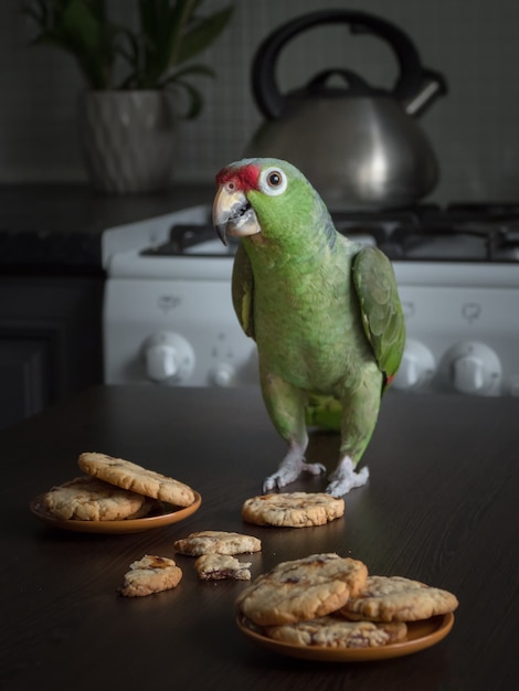 Un grand perroquet vert est assis sur une table avec des biscuits sablés