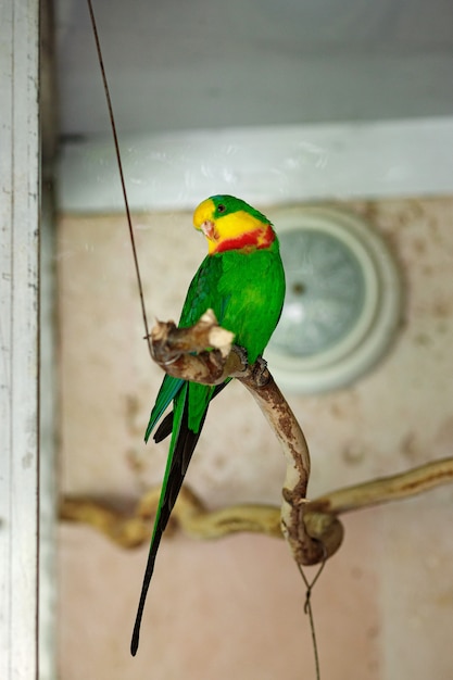 Un grand perroquet vert avec une tête jaune est assis sur une branche