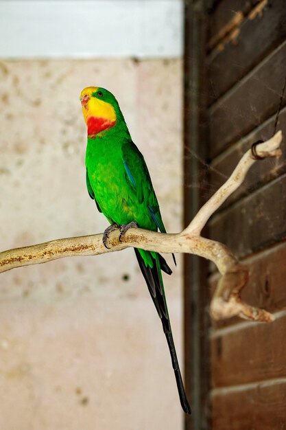 Un grand perroquet vert avec une tête jaune est assis sur une branche