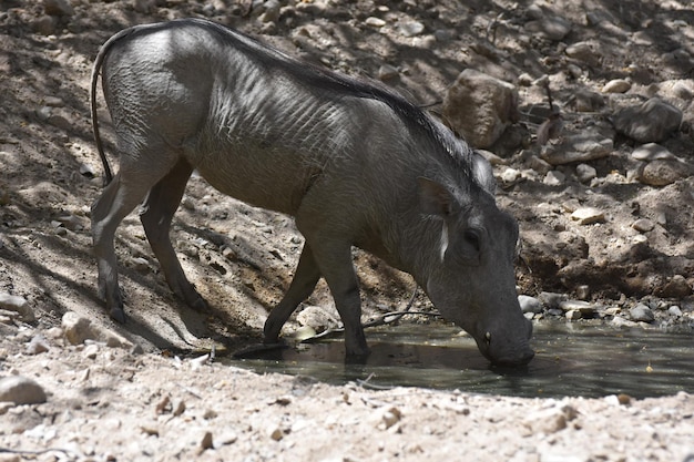 Grand phacochère razorback buvant dans un abreuvoir.