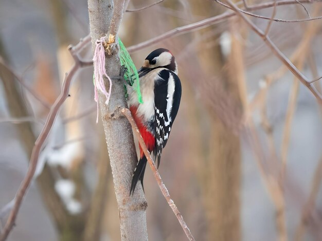 Le grand pic tacheté sur un petit arbre