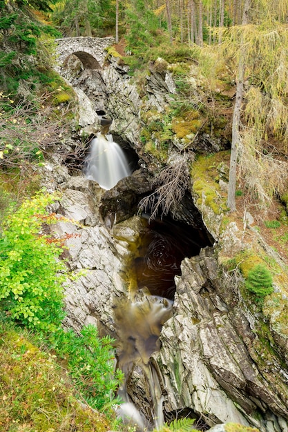 Grand pin poussant dans la forêt d'Écosse L'arbre se dresse au bord d'une colline