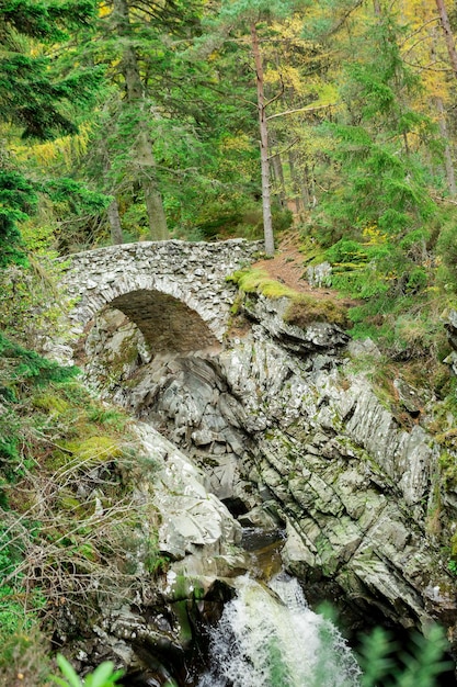 Grand pin poussant dans la forêt d'Écosse L'arbre se dresse au bord d'une colline