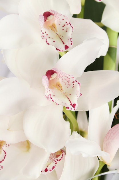 grand plan, de, blanc, orchidée, fleurs, fond