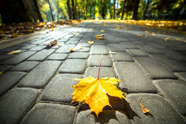 Grand plan, de, feuille érable jaune, pose, sur, trottoir piéton, dans, automne, parc