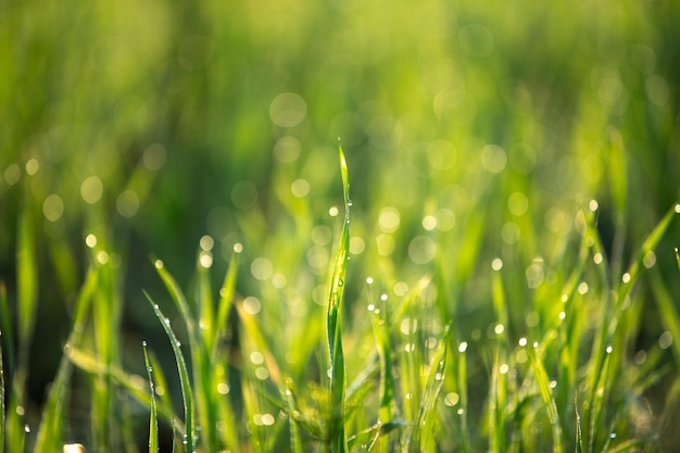 Grand plan de l'herbe mouillée