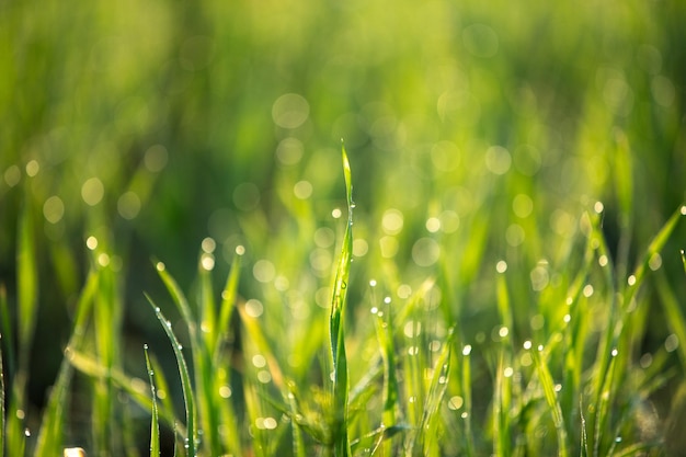 Photo grand plan de l'herbe mouillée