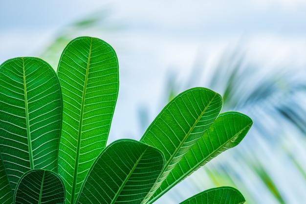 Grand plan, de, nature, vue, feuille verte