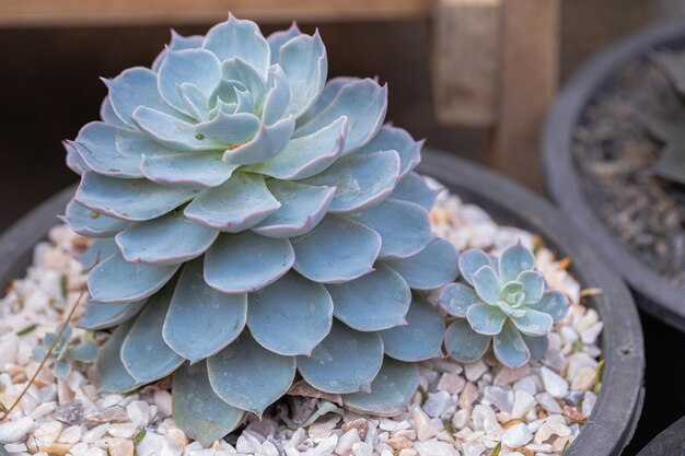 Photo grand plan d'une plante succulente