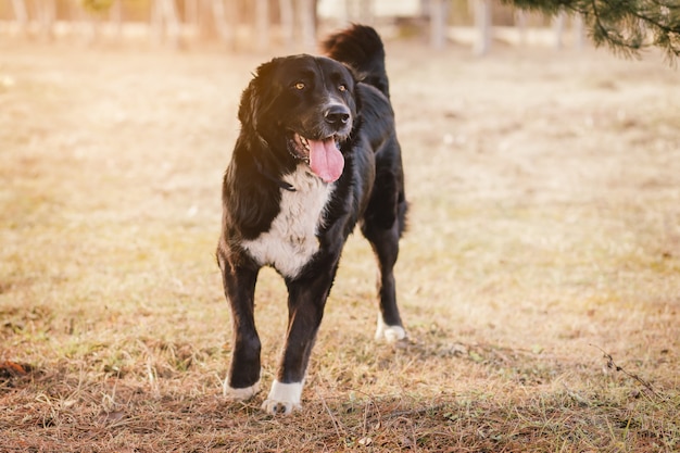 grand plan, portrait, de, chien, dehors