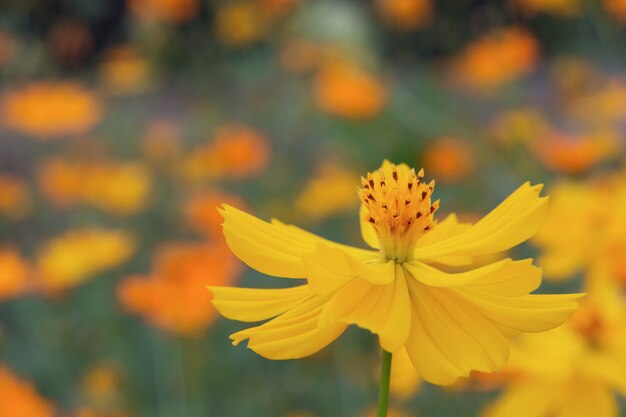 Grand plan, de, soufre été, cosmos, fleur, jaune, cosmos, fleur