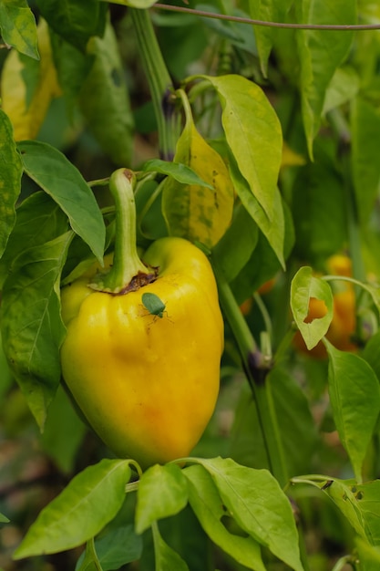 Un grand poivron jaune pousse sur un buisson, un grand coléoptère vert est assis dessus