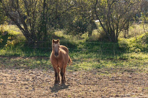 Grand poney debout dans un champ