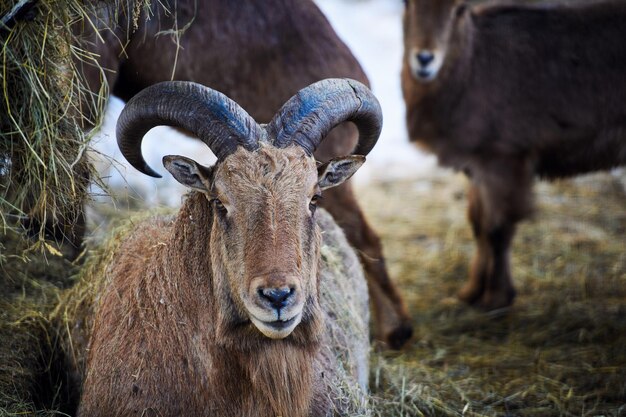 Photo un grand portrait de mouton à cornes