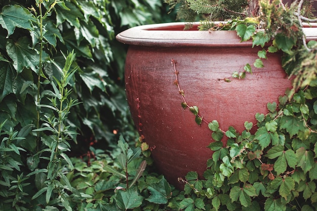 Un grand pot en argile était envahi de buissons