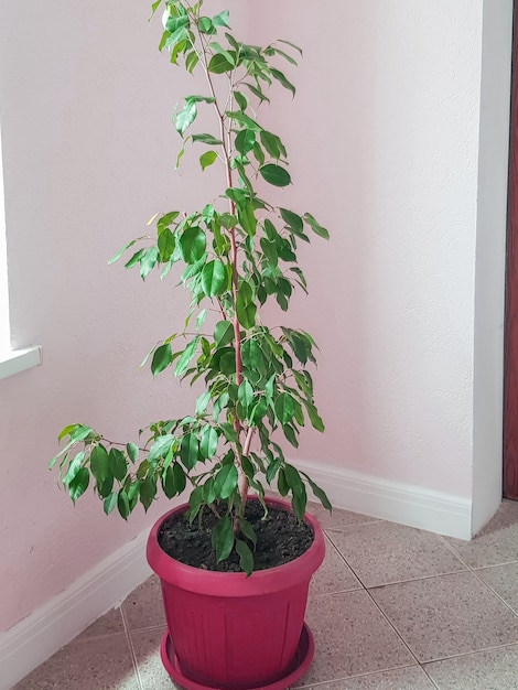 Un grand pot de fleur marron avec une fleur d'intérieur ficus se dresse dans le coin d'un salon ou d'un bureau, cadre vertical.