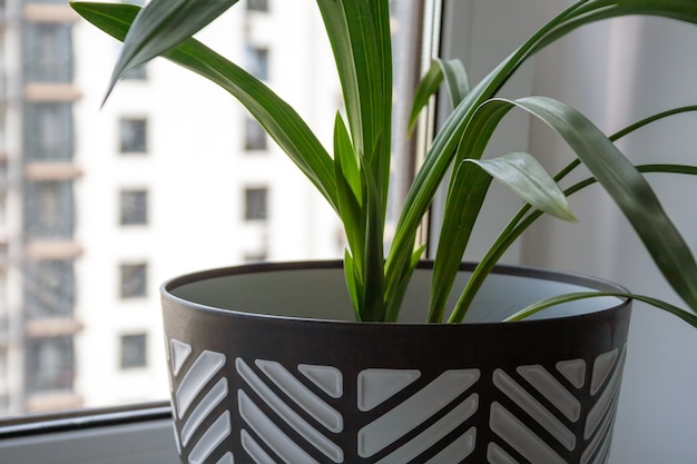 Un grand pot noir et blanc avec une plante verte se dresse sur un rebord de fenêtre blanc près de la fenêtre. Vue rapprochée