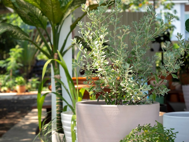 Grand pot rond en béton avec des plantes vertes dans le jardin.