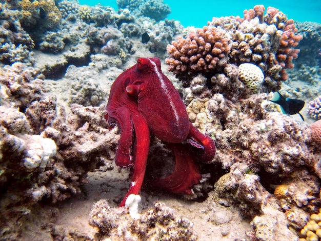 Grand Poulpe Bleu (Octopus cyanea) Poulpe. Big Blue Octopus sur les récifs de la mer Rouge.