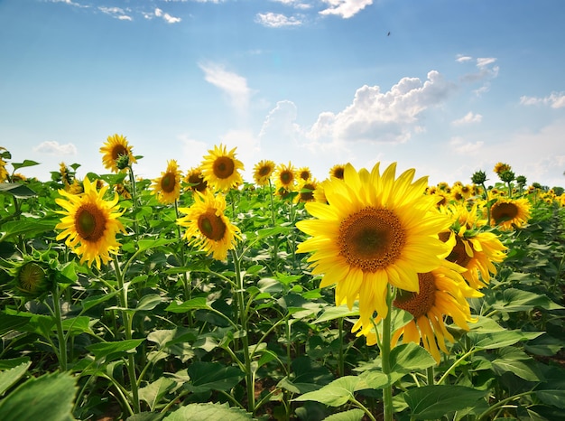 Grand pré de tournesols. Composition de la nature.