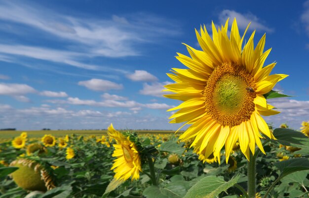 Grand pré de tournesols