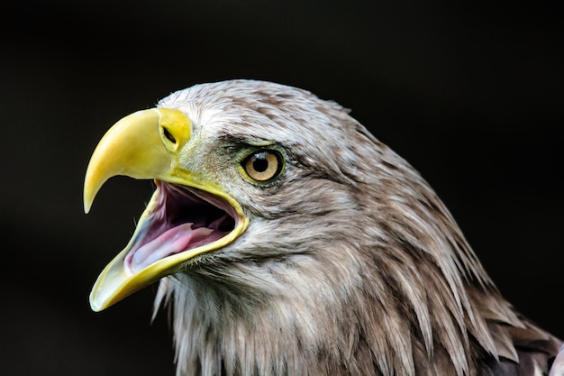 Grand pygargue à queue blanche, portrait d'oiseau