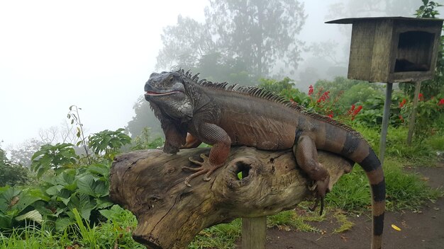 Grand reptile fier d'iguane sur la bûche dans la jungle tropicale