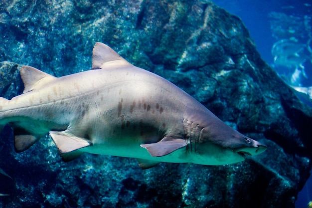 Grand requin blanc dans un grand aquarium avec de l'eau de mer