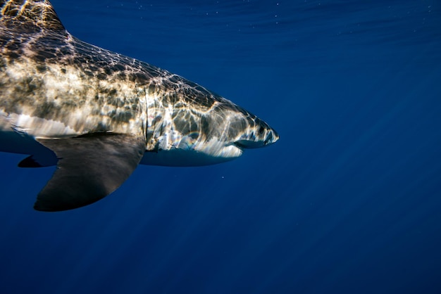 Le grand requin blanc est prêt à attaquer.