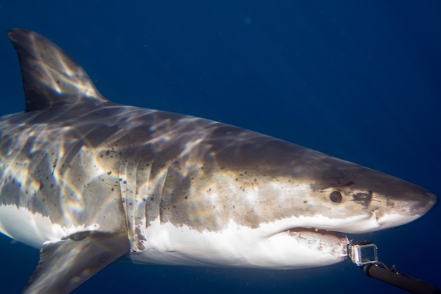 Grand requin blanc prêt à attaquer