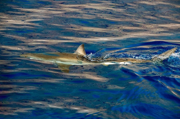 Grand requin blanc prêt à attaquer