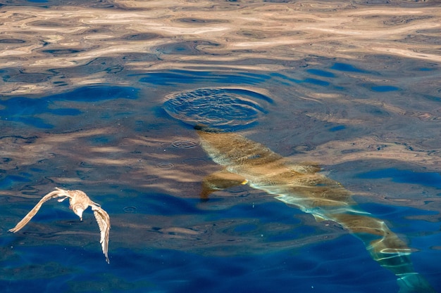 Grand requin blanc prêt à attaquer